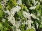 Preview: Prunus padus - (Traubenkirsche),